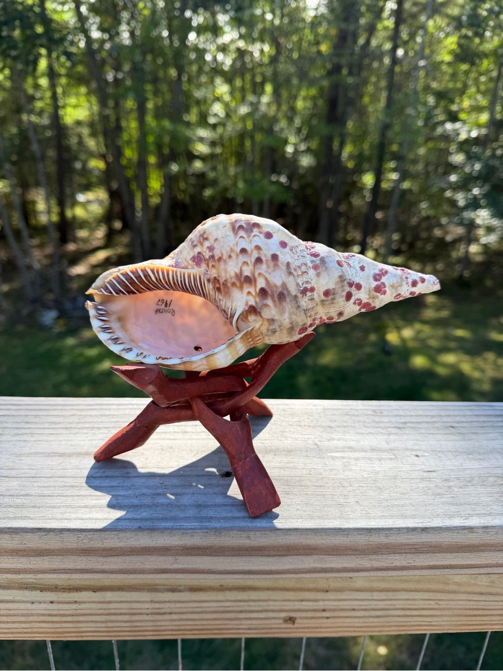 Vintage Roatan Triton Souvenir | SeaShell | 🐚 Read Description